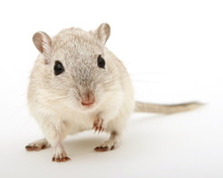 ネズミみたいなハムスター